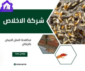 افضل شركة مكافحة النمل الابيض بالرياض